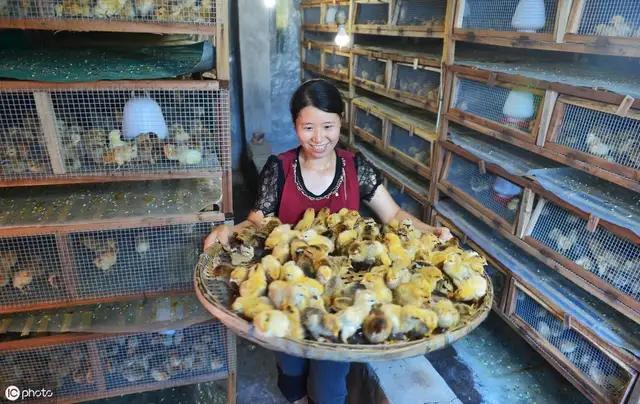 野鸡蛋人工孵化视频,人工孵化鸡蛋全过程视频