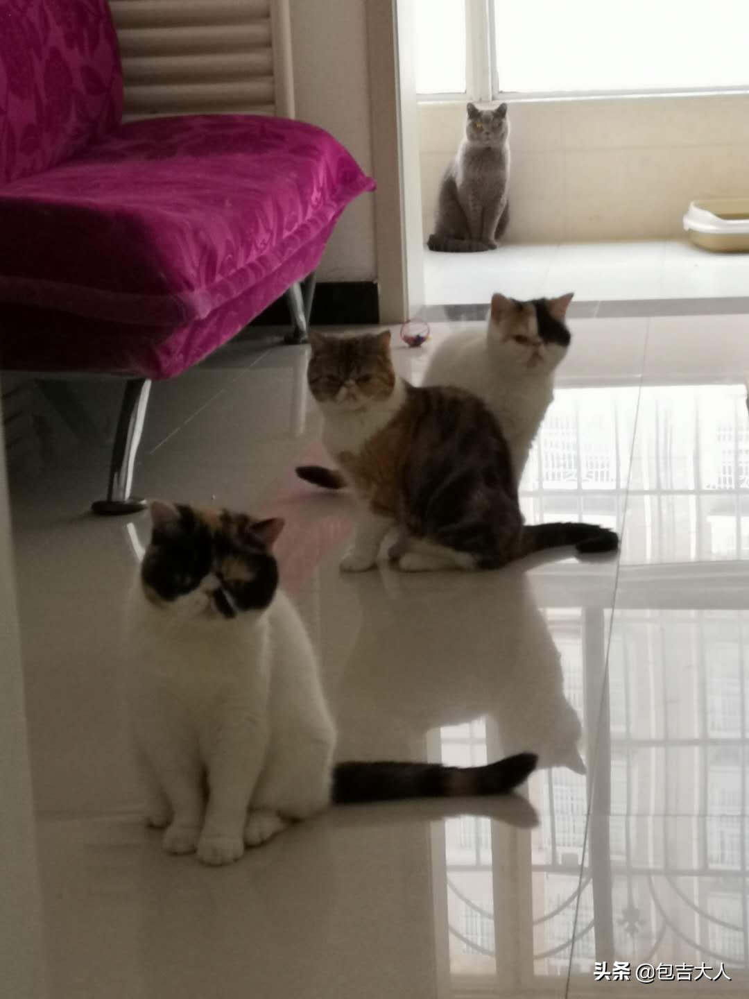 养猫经验杂谈论文摘要大全,养猫经验大分享