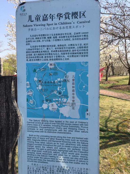 春天必打卡的樱花胜地顾村公园,顾村公园樱花照片视频