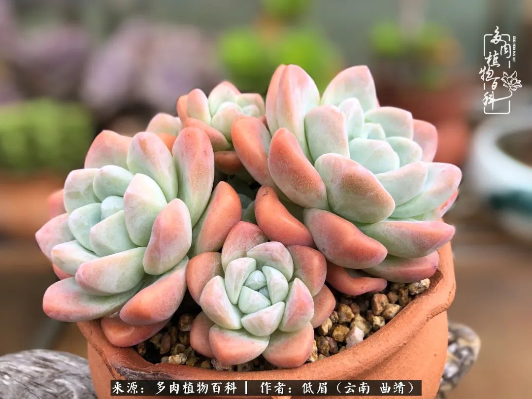 多肉怎么养度夏,多肉怎么养之度夏篇