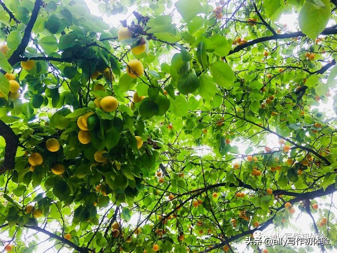 好物知时节的橱窗,好物知时节长春