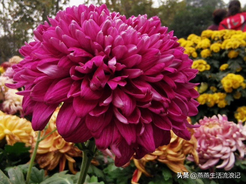 菊花养护有诀窍手把手教你,室内养花什么菊花好养活