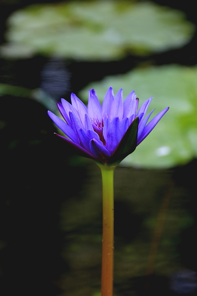 红河谷半音阶口琴独奏,12孔半音阶口琴演奏北国风光