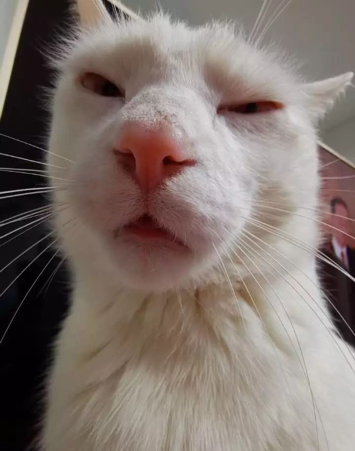 丑猫大赛视频完整版,2020年丑猫大赛看看丑到你了没