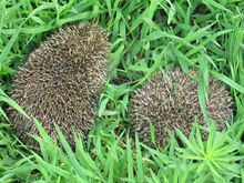 凌晨狗子发现一只刺猬,狗狗捡到了只刺猬