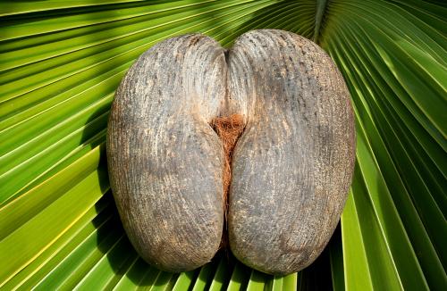 最大的种子图片,最大的海椰子