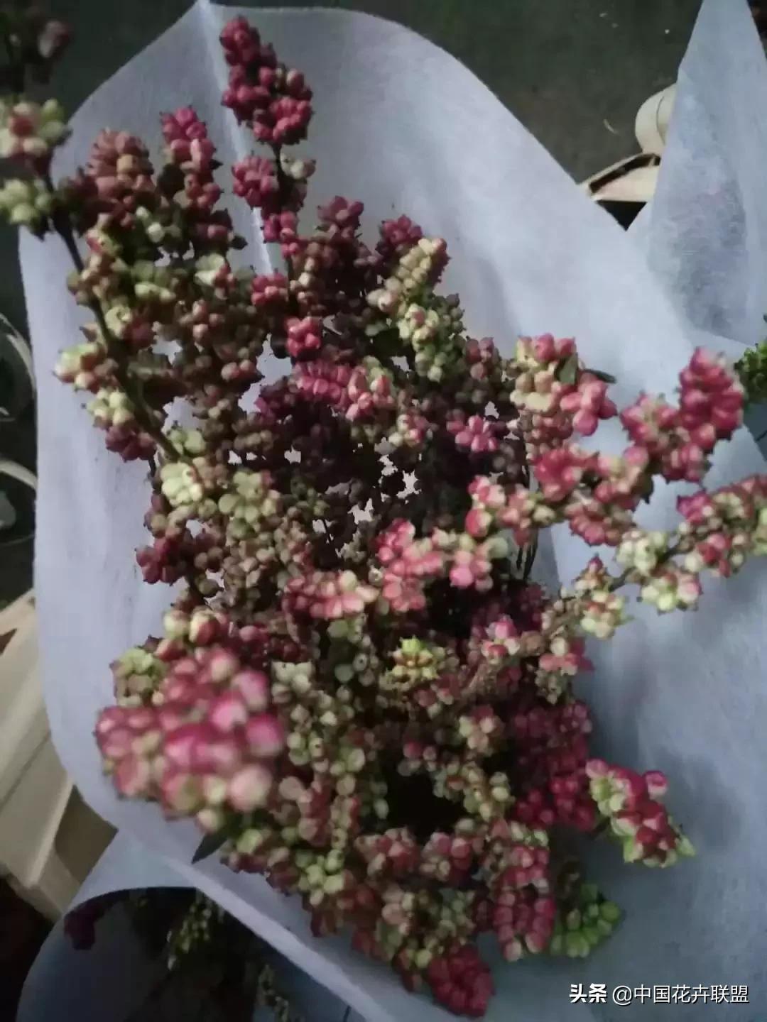 春天花市有哪些花材,便宜又大把的花材有哪些