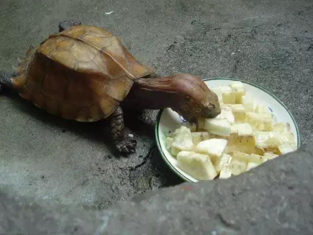 八角灵龟是不是保护动物,锯缘龟八角灵龟