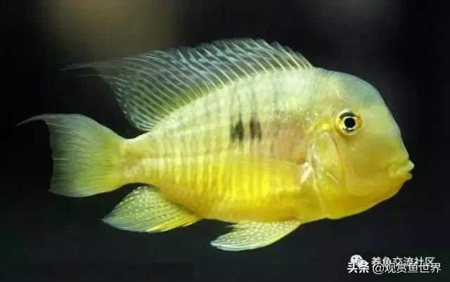 食土鲷一般多大尺寸,食土鲷哪个品种小一点