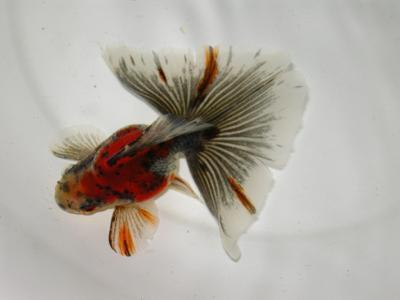 新手养金鱼哪种金鱼最好养,金鱼种类和饲养难度