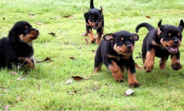 为什么人们无视禁养令，也要养“罗威纳”？也许是因为这6点