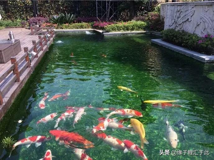 室外锦鲤夏天如何降温,夏天炎热养锦鲤