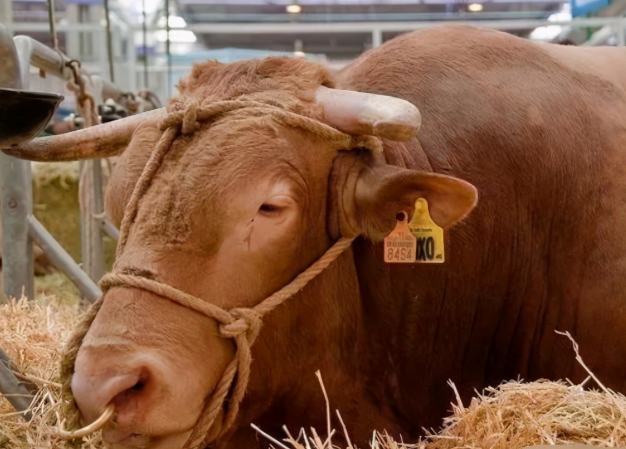 母牛三个月流产后母牛有什么反应,母牛流产后怎么护理
