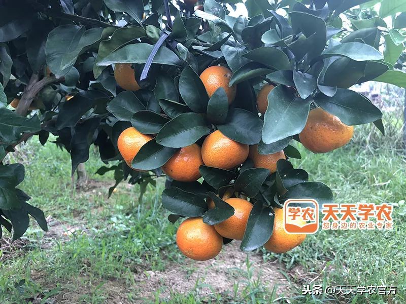 金秋砂糖桔的缺点,今年的金秋砂糖橘