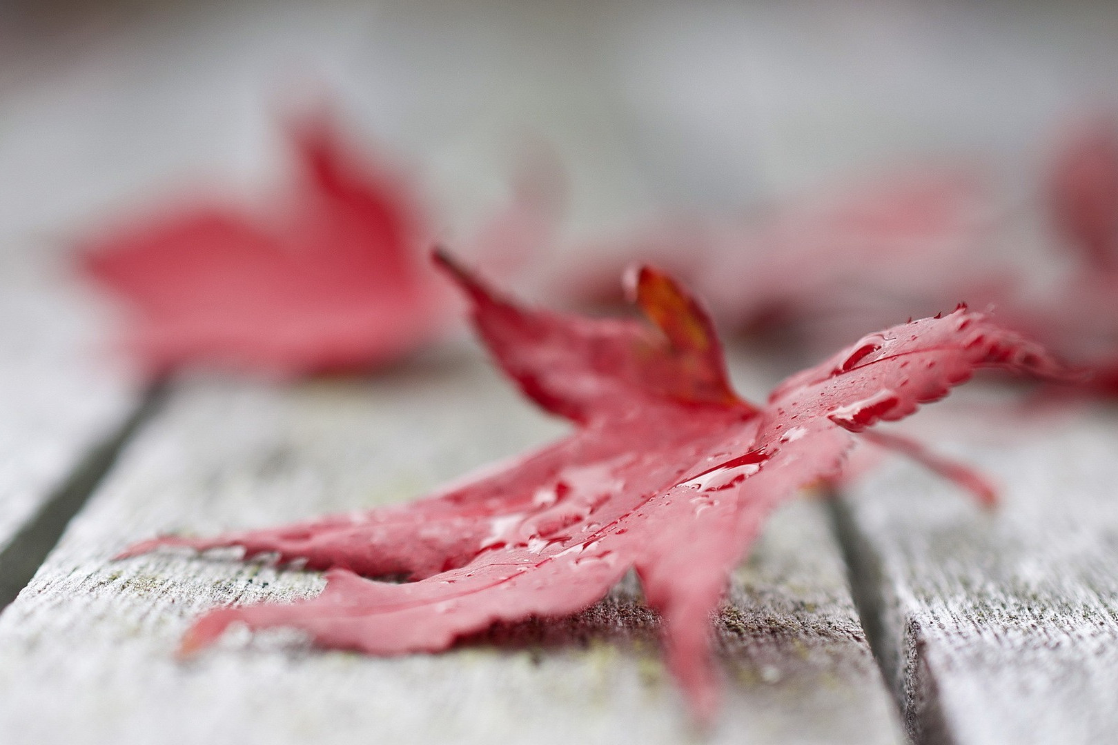 深度解析狮子座性格特点,一句话总结狮子座性格