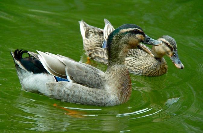 鸭子养殖方法和注意事项,养殖鸭子的技巧