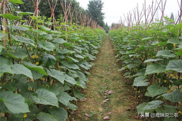 黄瓜不知道怎么修藤,黄瓜怎么修才能长得多