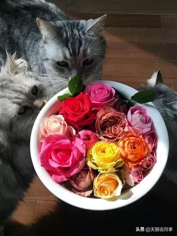 露台打造花海,她用10年改造庭院