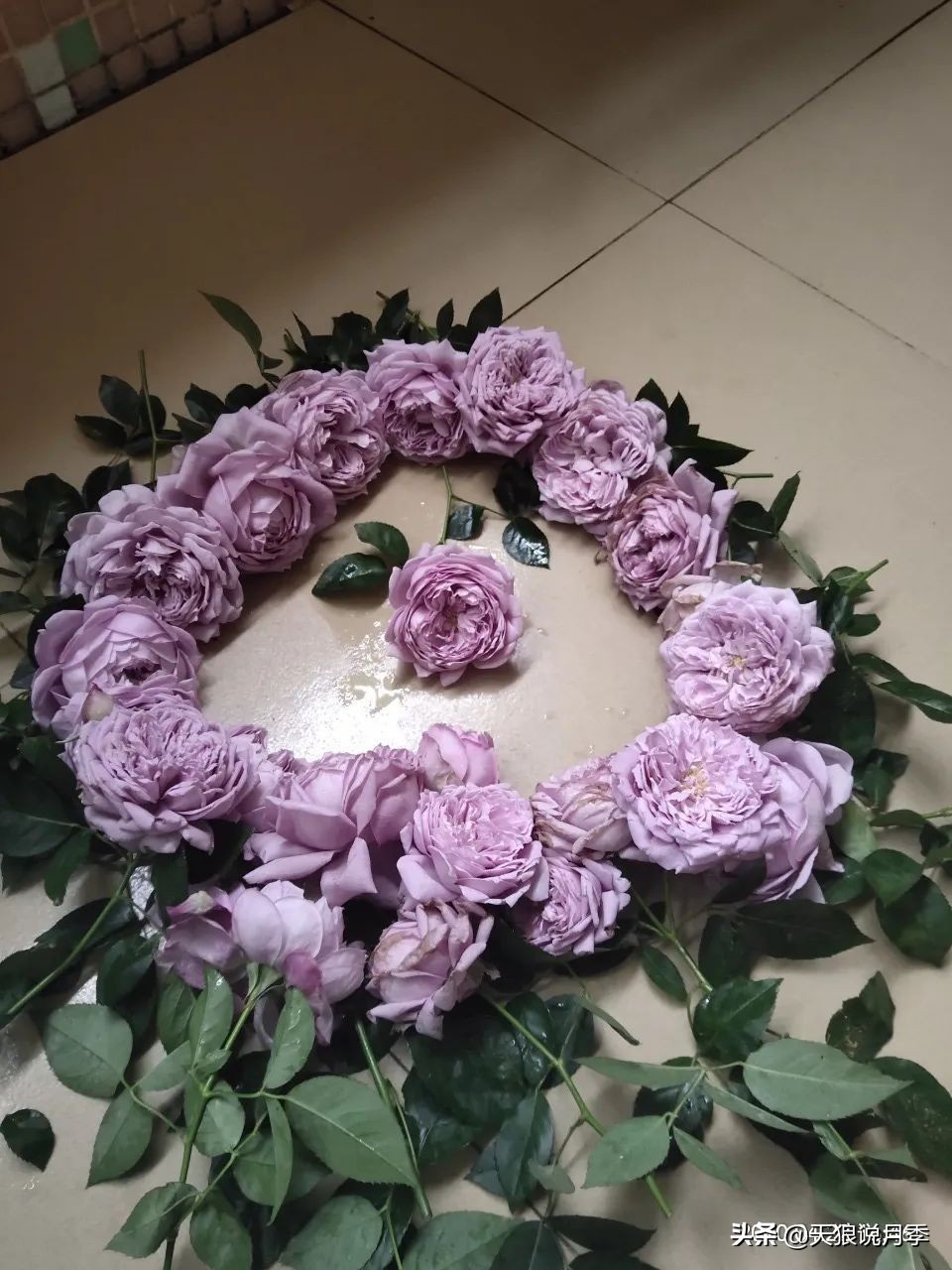 月季花是时候展现真正的技术了 (开春的第一波月季花就这么过去了)