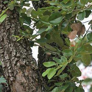 世界最奇怪的植物是什么,世界最奇特的树种