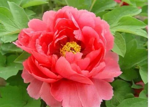 杜甫与李龟年：Seeyouagain，与你重逢在江南