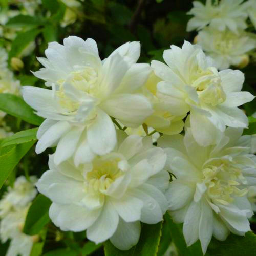 国内一种花，开花时比香水香，花期长名叫木香花