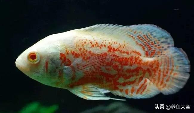 观赏鱼也有白内障，浅谈蒙眼病的防治