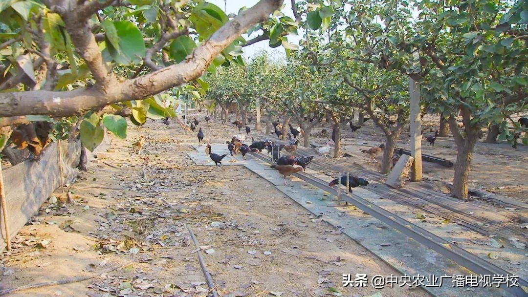 田间示范秀养鸡视频,田间示范秀节目