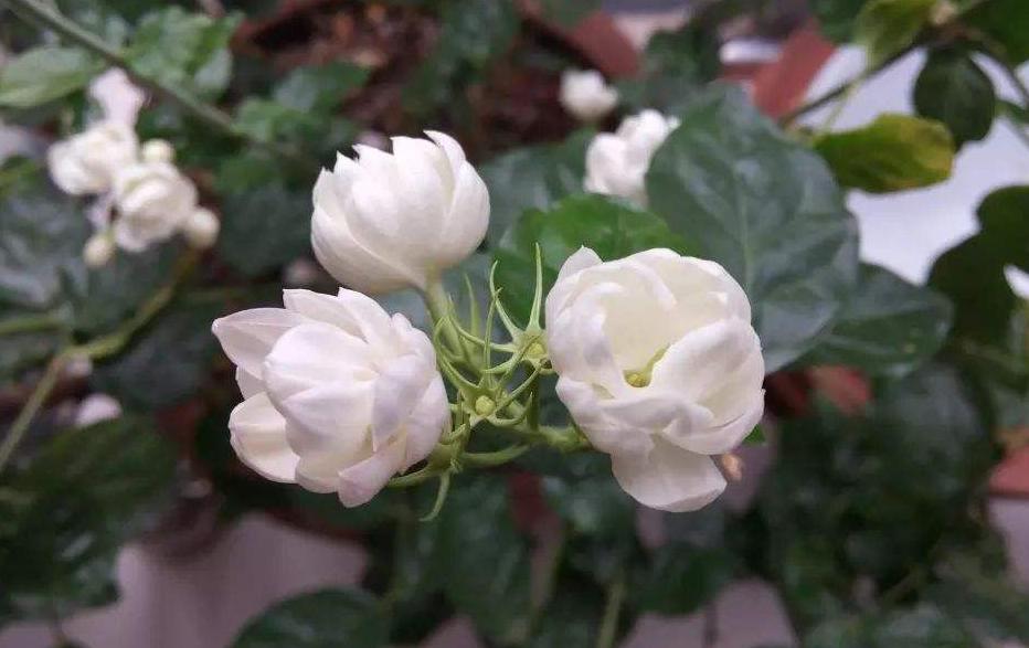 茉莉花春季修剪细弱枝还是粗壮枝,茉莉花上什么肥能让枝干粗壮