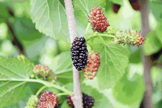 宁波横溪樱桃采摘,宁波周边樱桃采摘