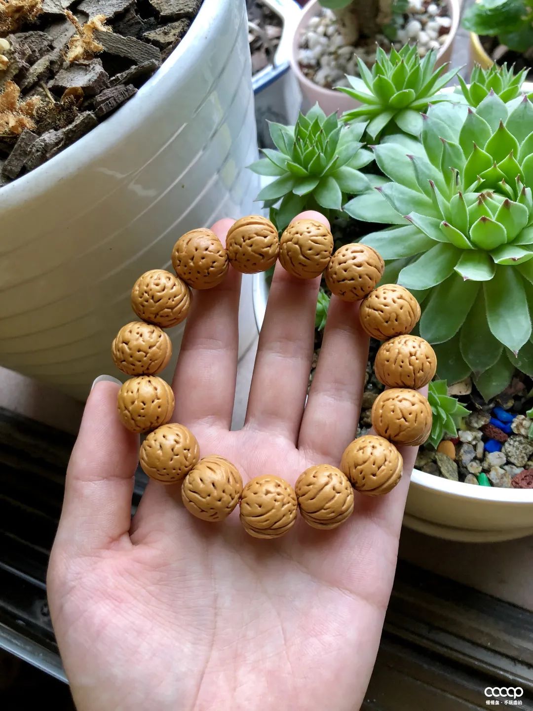 有毒！又一位宝藏小姐姐，玩核桃最爱“马虎”，朋友眼里是奇葩