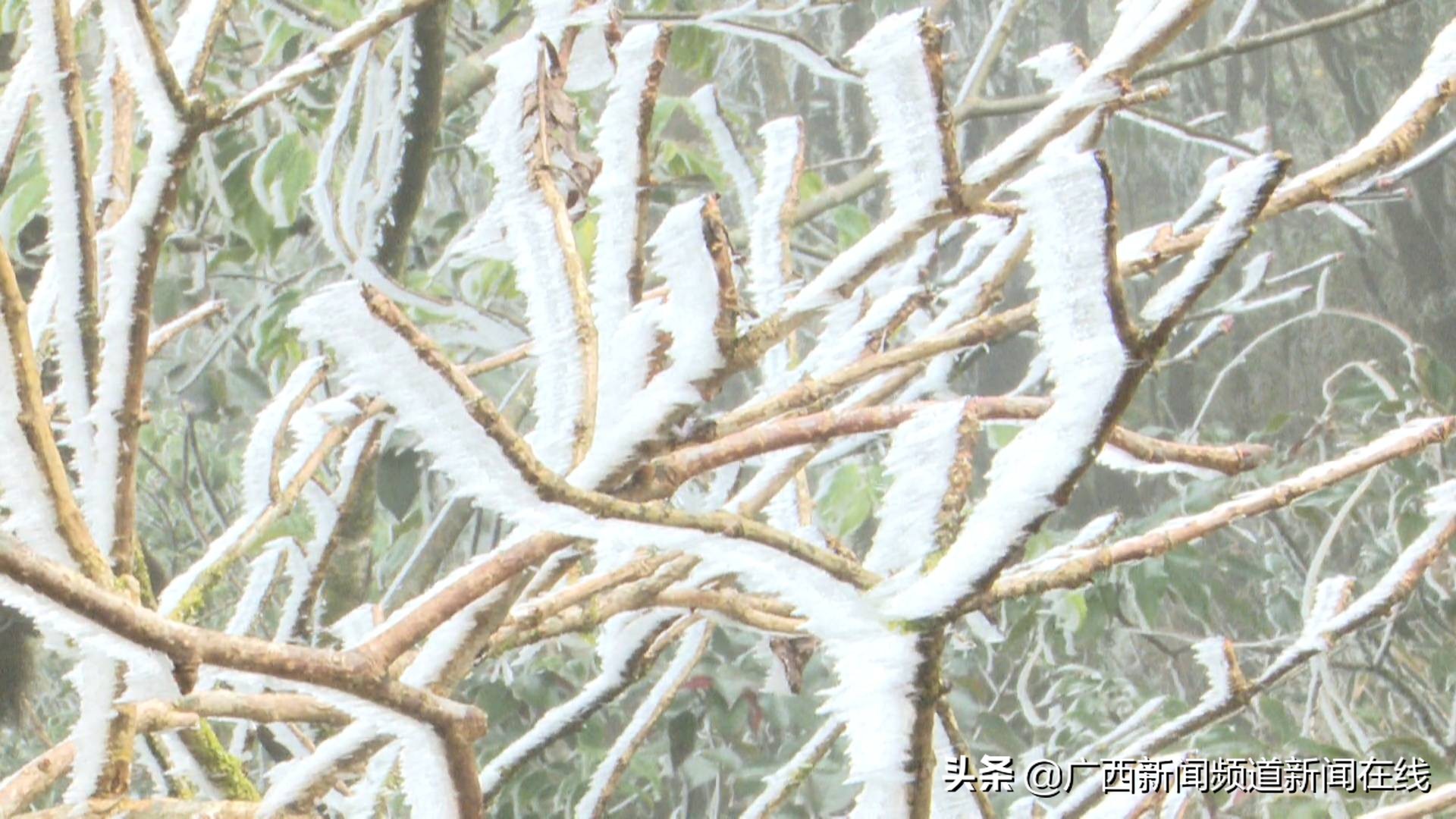 大明山雾凇美景美丽又动人,猫儿山震撼云海风光