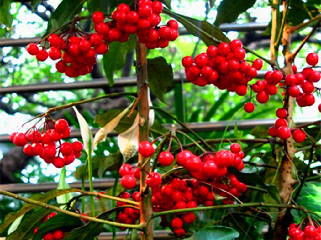 紫金牛的养殖,紫金牛如何养