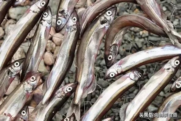 32种经典寿司做法视频,寿司常用的鱼