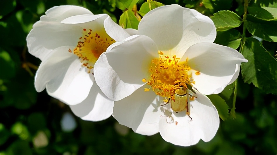 绿山墙的安妮内容概括英文,绿山墙的安妮大概解读