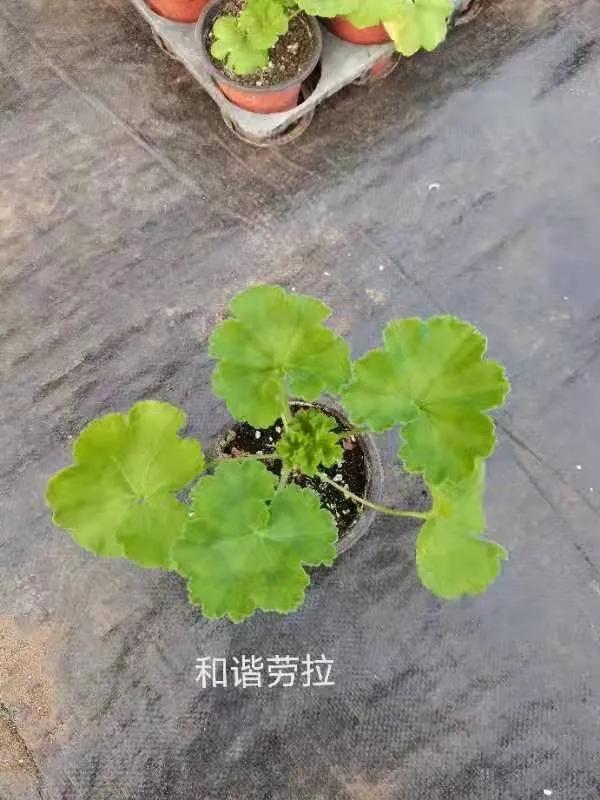 垂吊天竺葵哪些品种容易爆花,天竺葵羊宝和糖果双色哪个更爆花