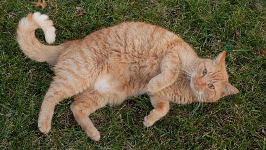 如何令猫咪翘屁股,猫咪撅屁屁动作