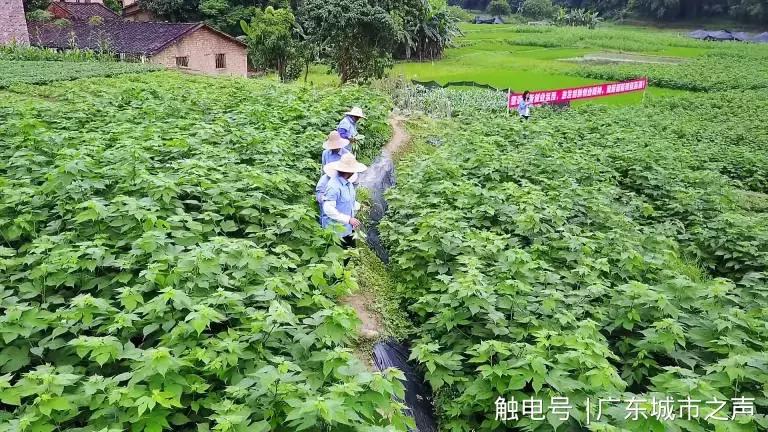 云浮融入广州都市圈,云浮的乡村振兴战略