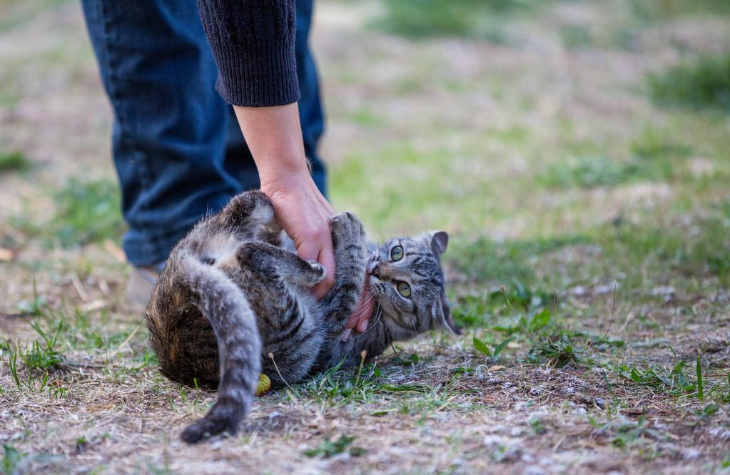 吃生肉会让狗狗变凶吗,吃生肉会导致猫咪呕吐吗