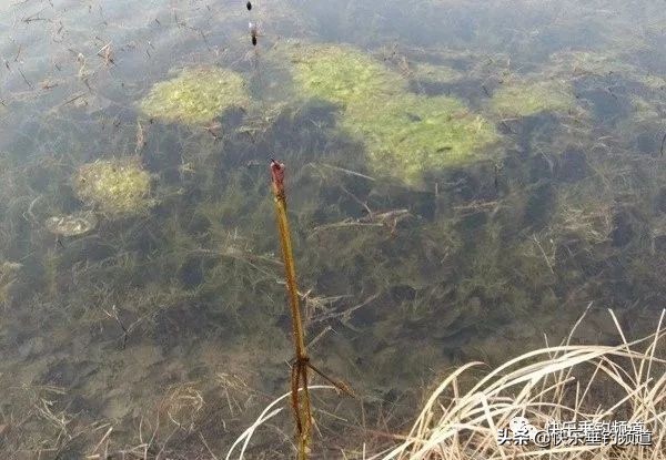 野钓挂钩怎么处理,野钓鱼钩挂底解决方法