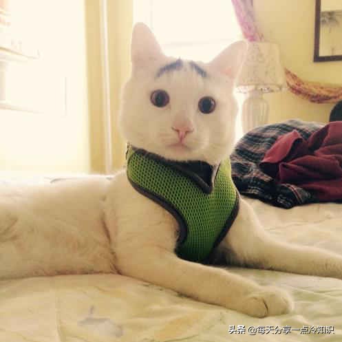 世界上最有名的12只猫咪,世界上十大最可爱的猫咪排名