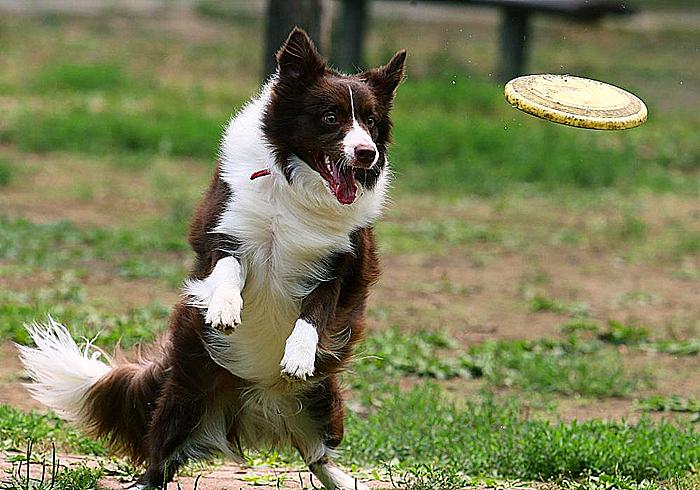 狗狗出现孕吐症状，应立刻带去检查，主人切勿忽视假孕的危害