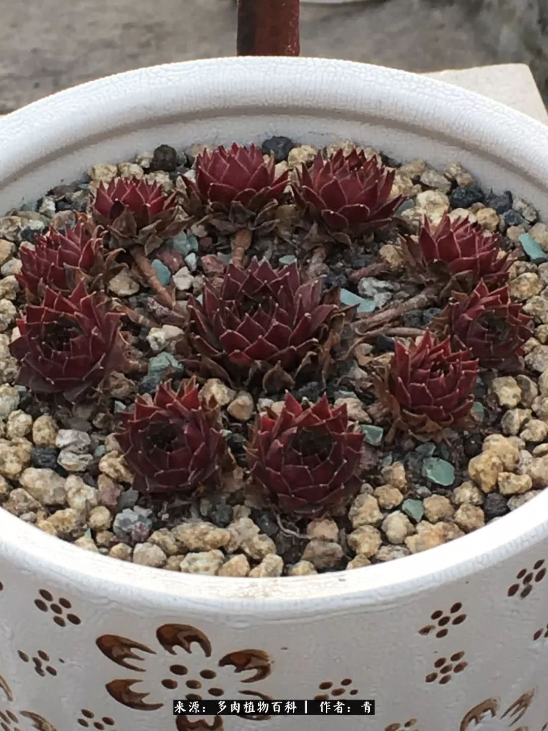 入坑多肉无法自拔,沉迷多肉无法自拔