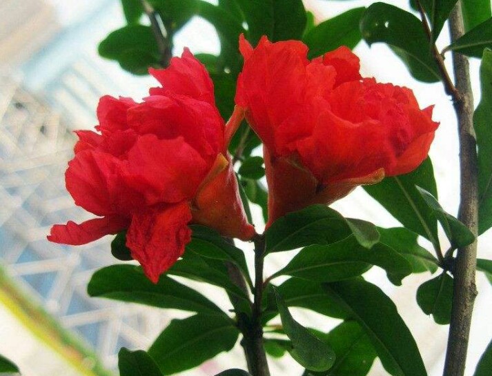 盆栽石榴树什么品种是甜的,石榴树带果实能用水培繁殖