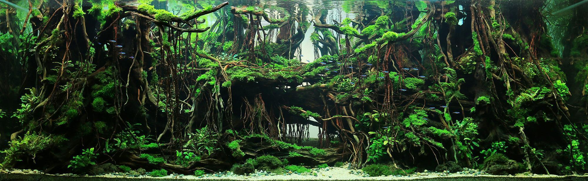 鱼缸水草不长绿藻要怎么做,水草缸如何避免爆藻