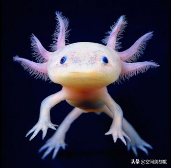 好养耐活的热带观赏鱼都有哪些,既好养又好看的热带观赏鱼