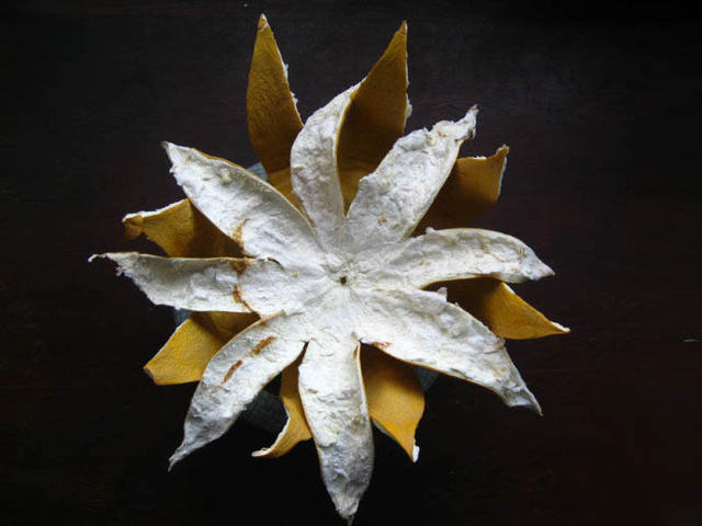 柚子皮跟绿萝哪个去除甲醛效果好,洋葱柚子绿萝去甲醛有用吗