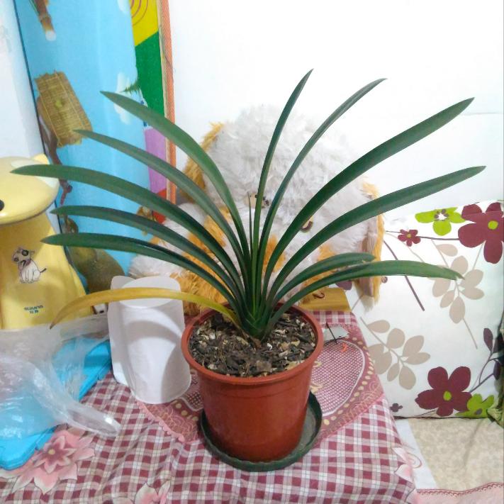 君子兰小苗冬天怎么养快速长新叶,刚买回来的君子兰小苗怎么处理