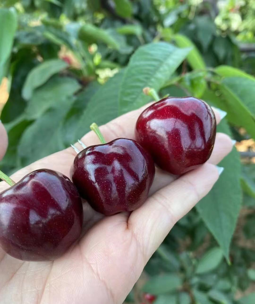 沈阳采摘樱桃园哪个最好玩,沈阳华仔大樱桃采摘园