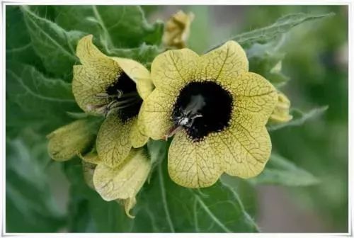 保健品骗局专骗老年人触犯什么法,保健品骗局专骗老年人被抓